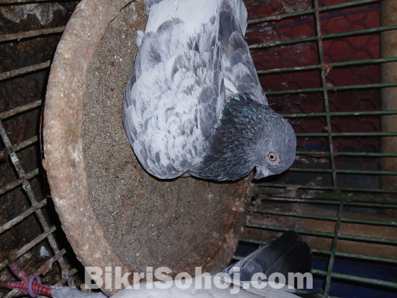 গিরিবাজ কবুতর বিক্র হবে।